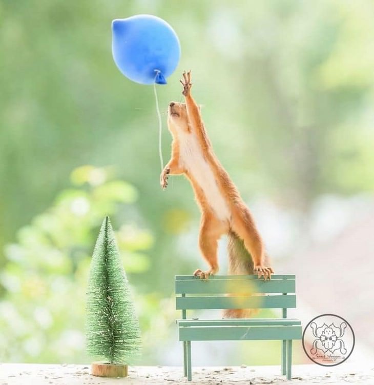 Adorable Photos of Squirrels Engage with Tiny Object by Geert Weggen, balloon