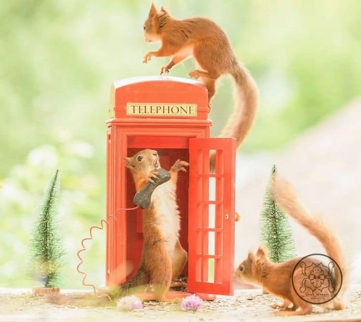 Adorable Photos of Squirrels Engage with Tiny Object by Geert Weggen, phone booth