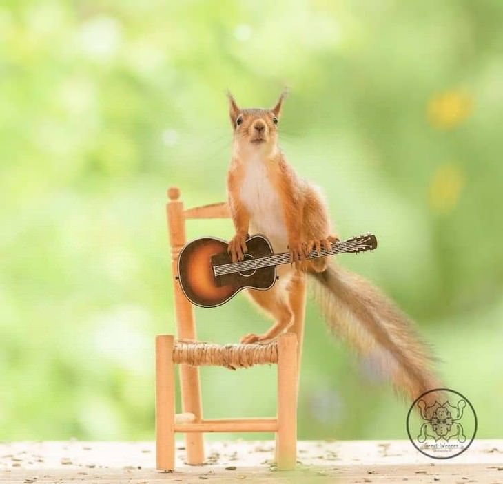 Adorable Photos of Squirrels Engage with Tiny Object by Geert Weggen, guitar