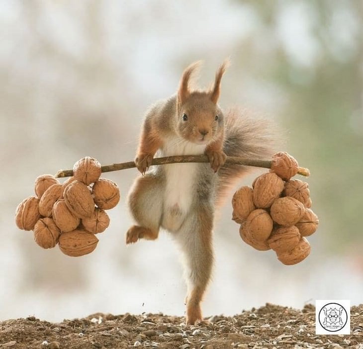 Adorable Photos of Squirrels Engage with Tiny Object by Geert Weggen, weightlifting with nuts 