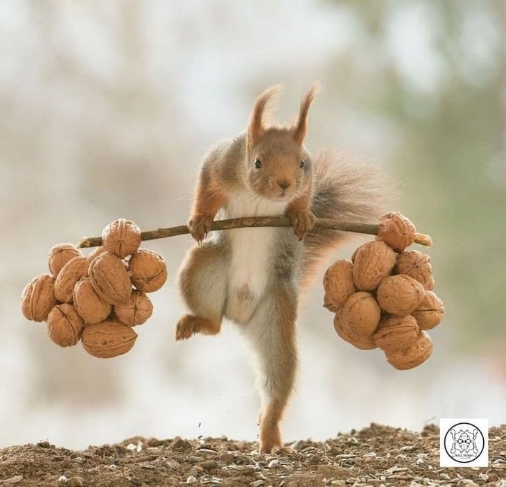 Fotos adoráveis de esquilos com objetos minúsculos, de Geert Wegge