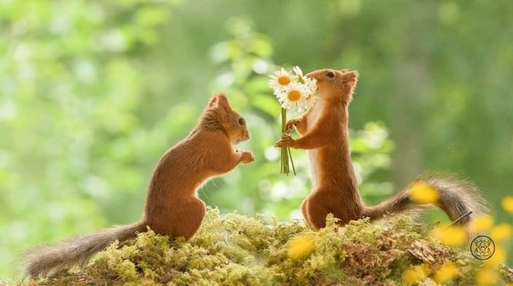 Adorable Photos of Squirrels Engage with Tiny Object by Geert Weggen, flowers