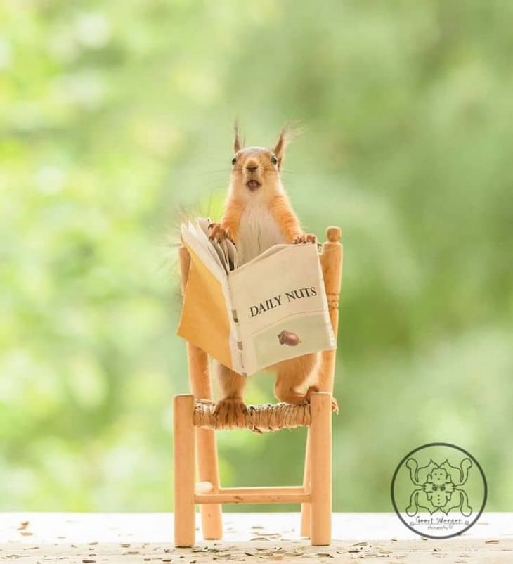 Adorable Photos of Squirrels Engage with Tiny Object by Geert Weggen, newspaper