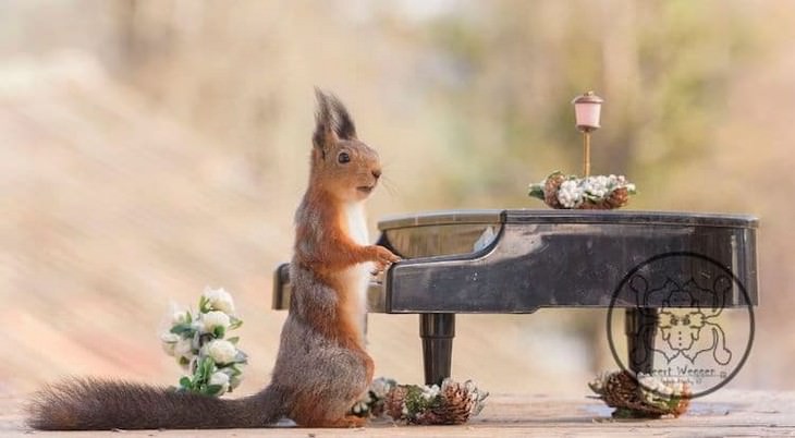 Adorable Photos of Squirrels Engage with Tiny Object by Geert Weggen, playing the piano
