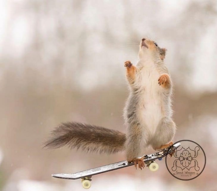 Adorable Photos of Squirrels Engage with Tiny Object by Geert Weggen, skateboard