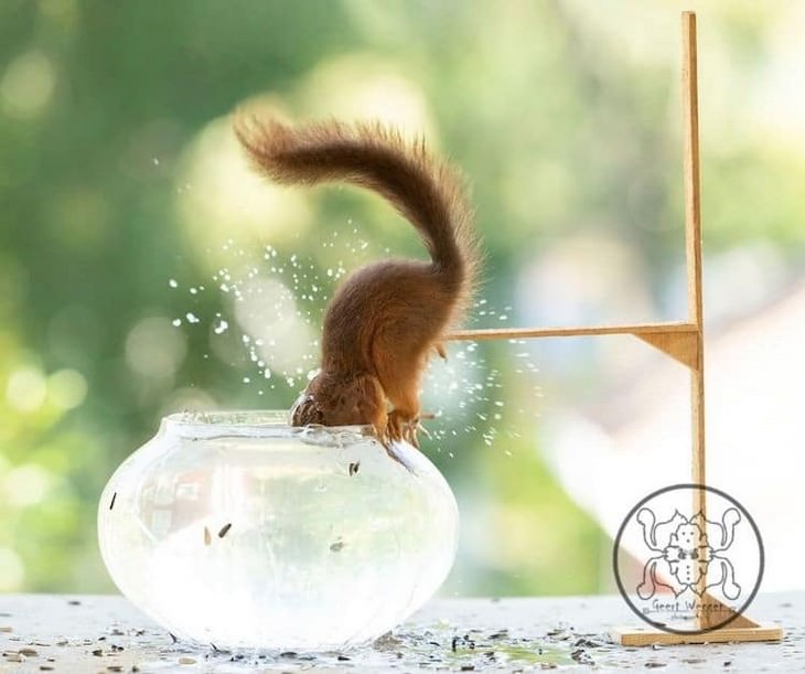 Adorable Photos of Squirrels Engage with Tiny Object by Geert Weggen, fishbowl