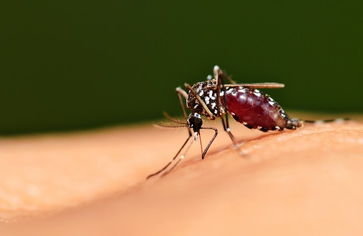 9 Conditions You Think Are Contagious But Aren't, Malaria