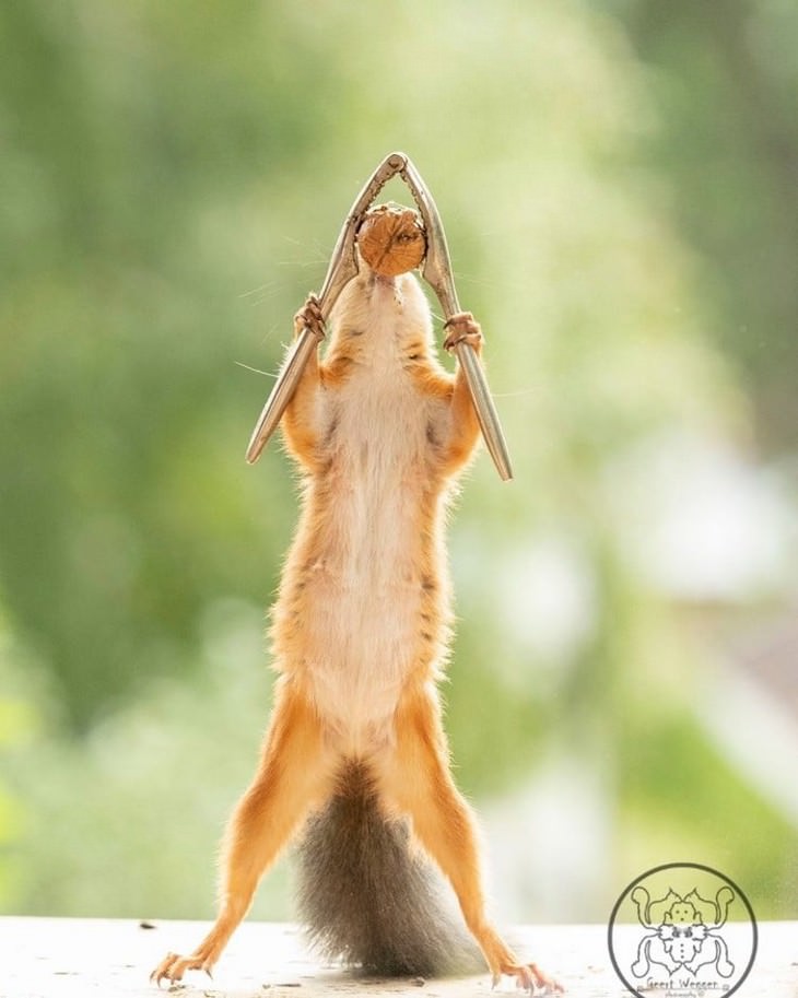 Adorable Photos of Squirrels Engage with Tiny Object by Geert Weggen, nutcracker