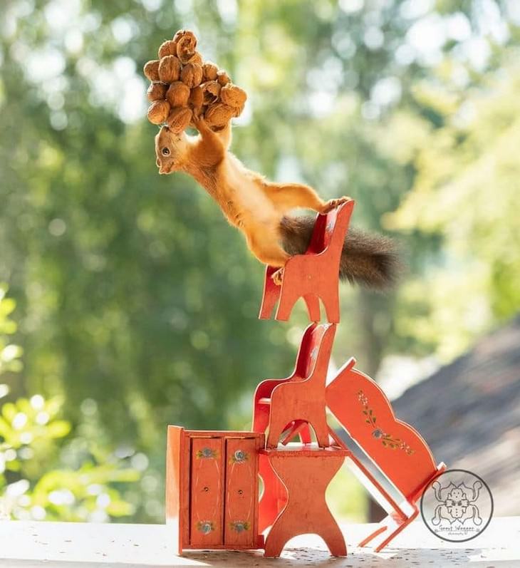 Adorable Photos of Squirrels Engage with Tiny Object by Geert Weggen, balance