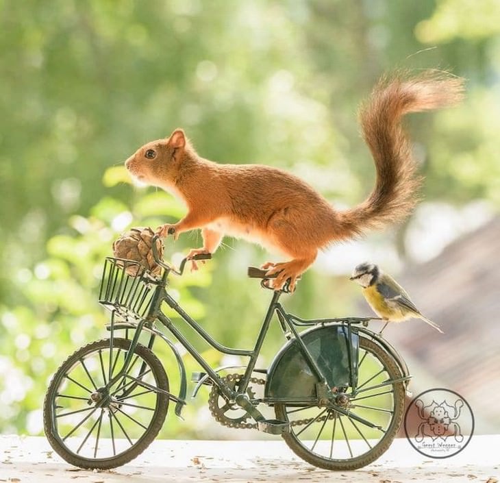 Adorable Photos of Squirrels Engage with Tiny Object by Geert Weggen, bycicle