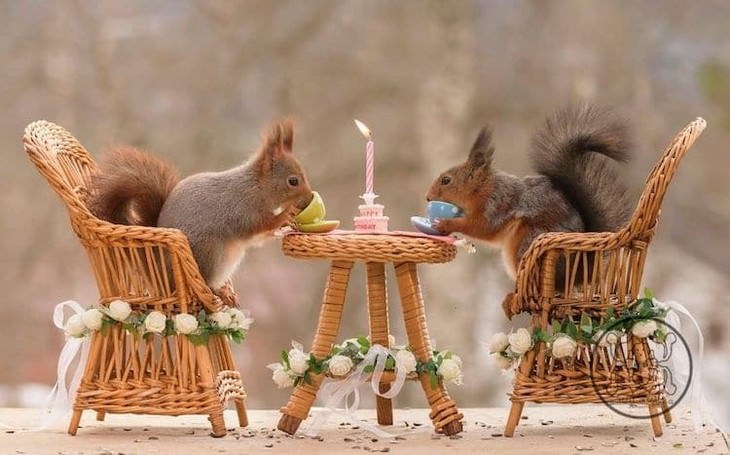 Adorable Photos of Squirrels Engage with Tiny Object by Geert Weggen, tea party