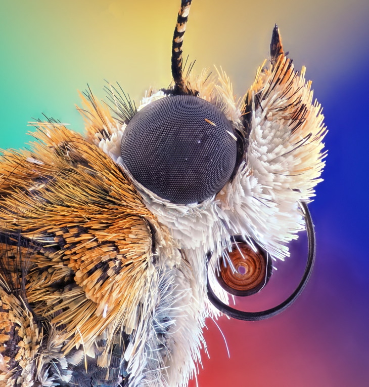 2020 Nikon Small World Contest Bogong moth by Ahmad Fauzan