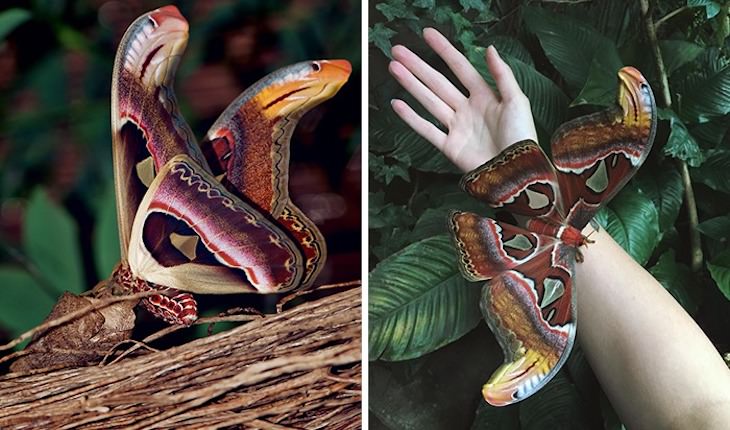 Accidental Optical Illusions, moth wings look like snakes