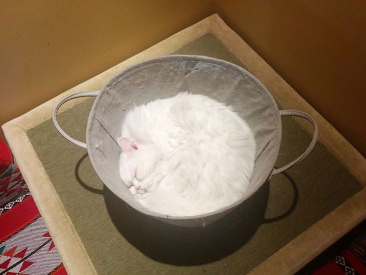 Accidental Optical Illusions, cat looks like flour