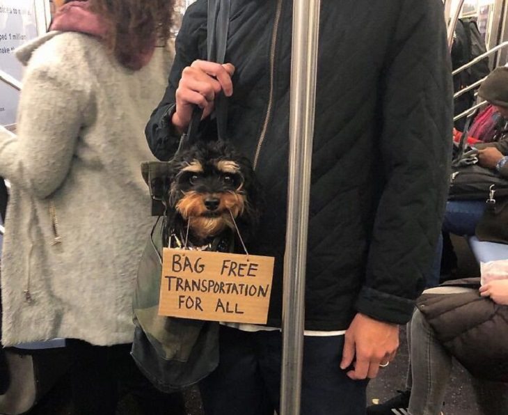 Funny messages written on signs held by small black and brown dog, Dog With Signs