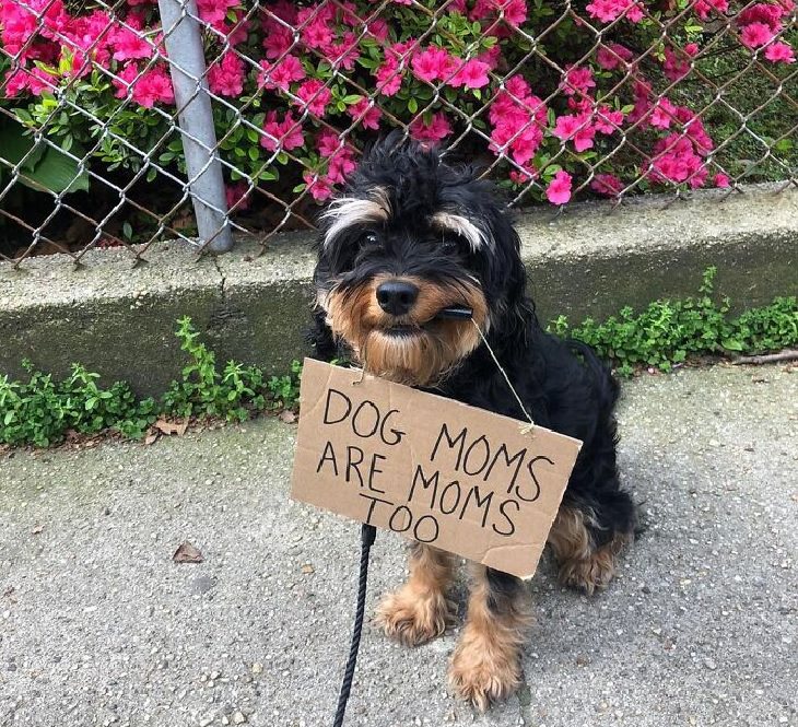 Funny messages written on signs held by small black and brown dog, Dog With Signs