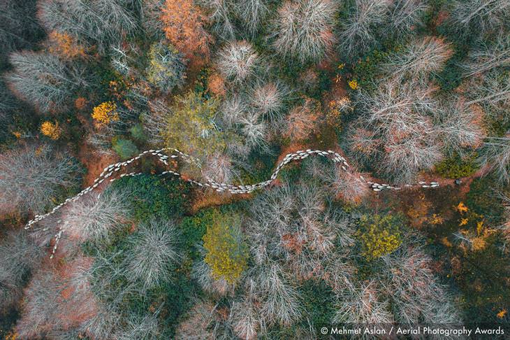 Aerial Photogprahy Award 2020: Stunning Winners, First Place In Trees & Forests Category: Forest Path by Mehmet Aslan