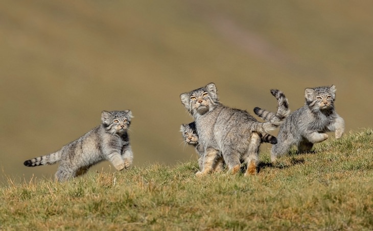 Wildlife Photographer of the Year 2020,  Pallas’s cats, 