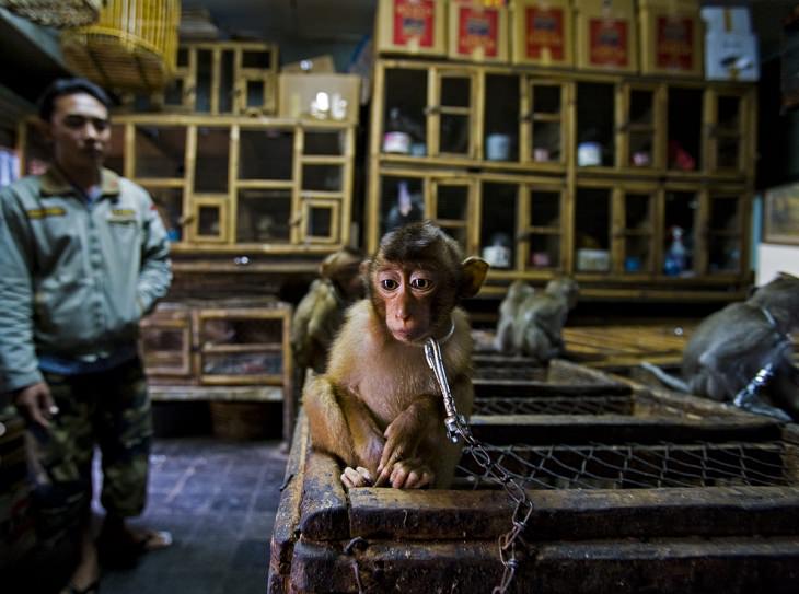 Wildlife Photographer of the Year 2020,  young pig-tailed macaque