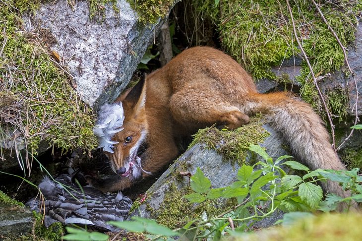 Wildlife Photographer of the Year 2020,  fox