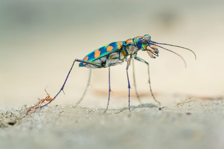 Wildlife Photographer of the Year 2020, giant riverine tiger beetle 