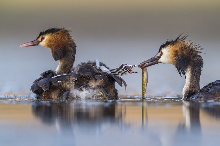 Wildlife Photographer of the Year 2020,  great crested grebe family.