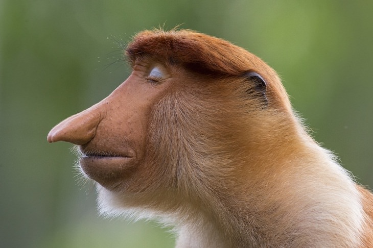 Wildlife Photographer of the Year 2020, proboscis monkey