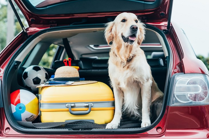 pet owner, dog, stress, Travel 