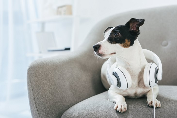 pet owner, dog, stress, Loud music 