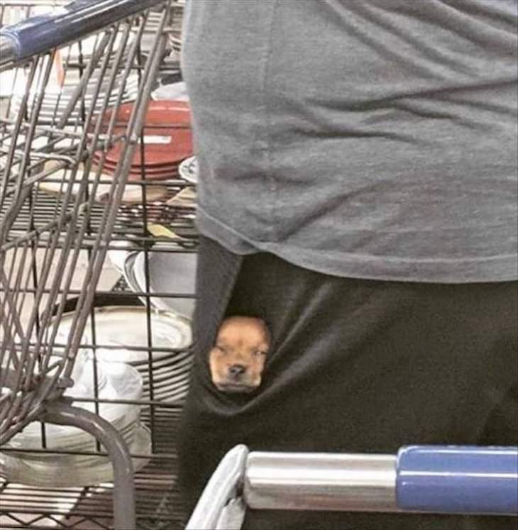 Funny Animal Photos, small dog in owner's pocket