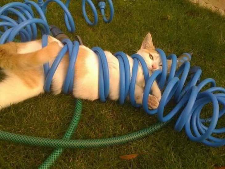Funny Animal Photos, tangled cat