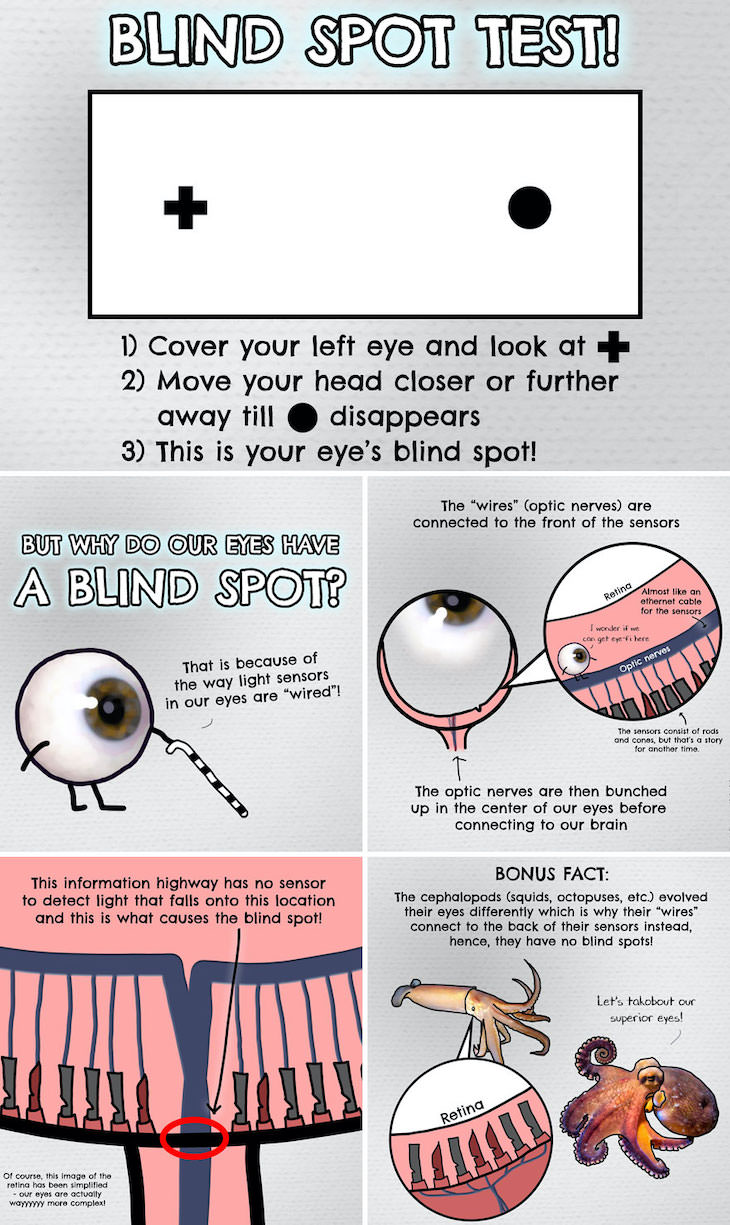 Illustrations of Fascinating Facts About the World, How do blind spots work?