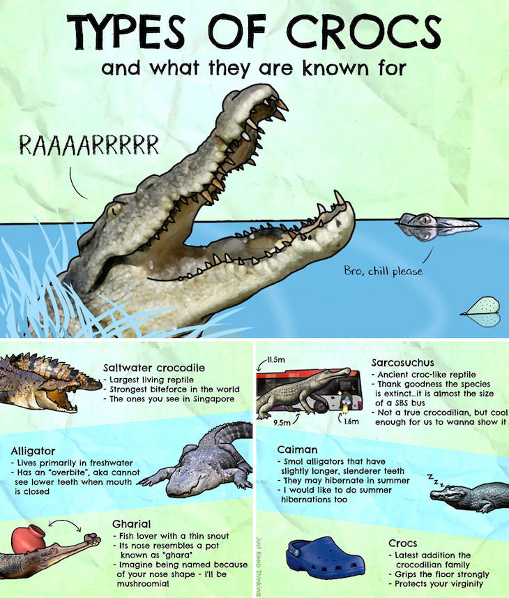 Illustrations of Fascinating Facts About the World, The different types of crocodiles