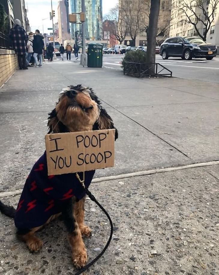 Funny Animal Photos, dog with funny sign