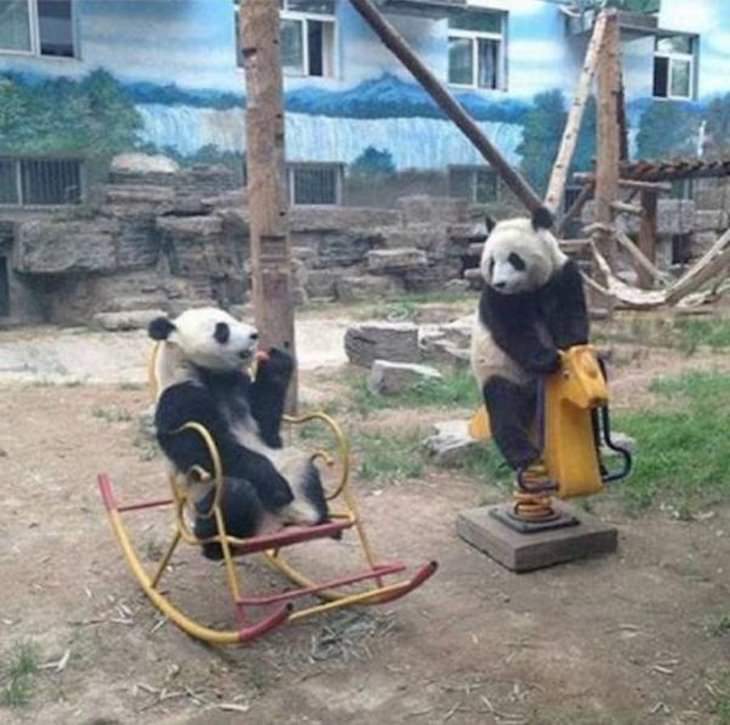 Funny Animal Photos, panda bears in playground