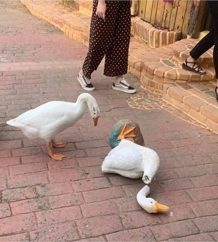 Funny Animal Photos, duck