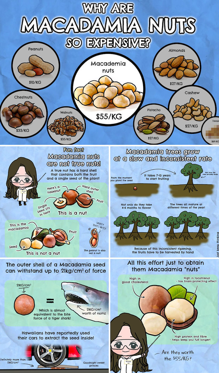 Illustrations of Fascinating Facts About the World, Why are macadamia nuts pricier than other nuts?