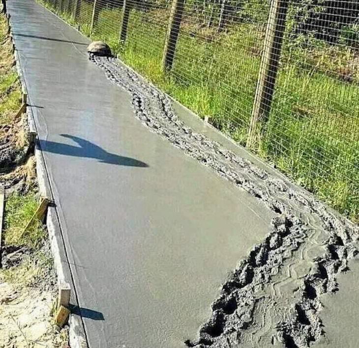 Funny Animal Photos, turtle ruins new asphalt