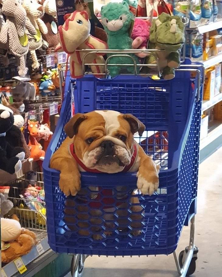 Funny Animal Photos, dog in shopping cart