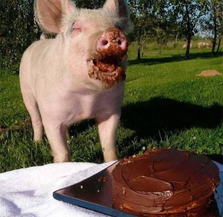 Funny Animal Photos, pig eating cake