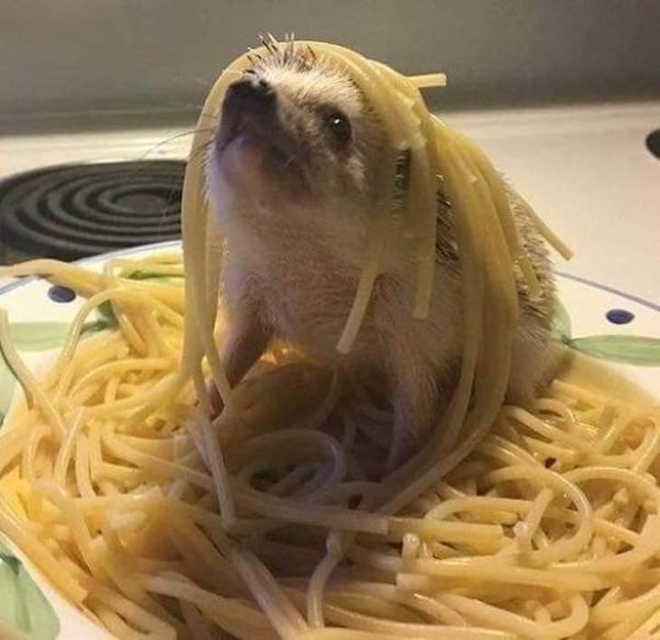 Funny Animal Photos, hedgehog in spaghetti