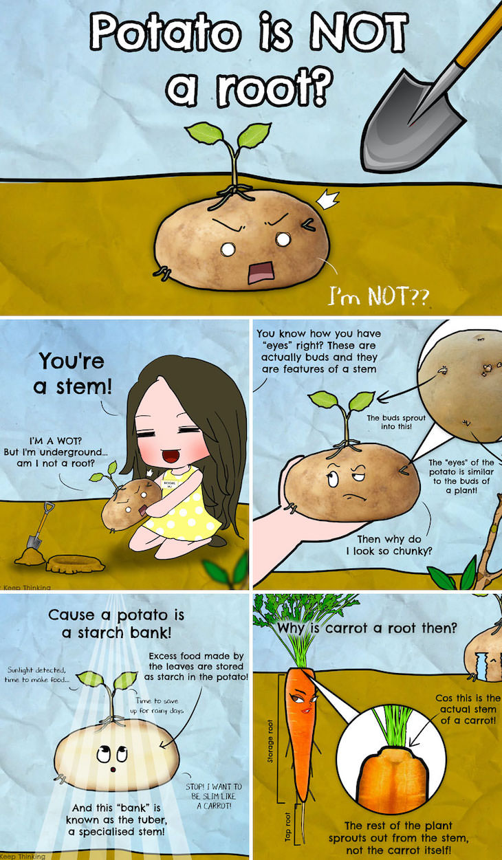 Illustrations of Fascinating Facts About the World, The truth about potatoes
