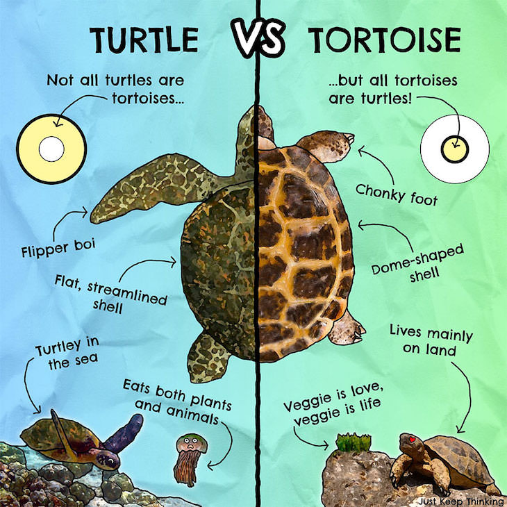 Illustrations of Fascinating Facts About the World, The difference between a turtle and a tortoise