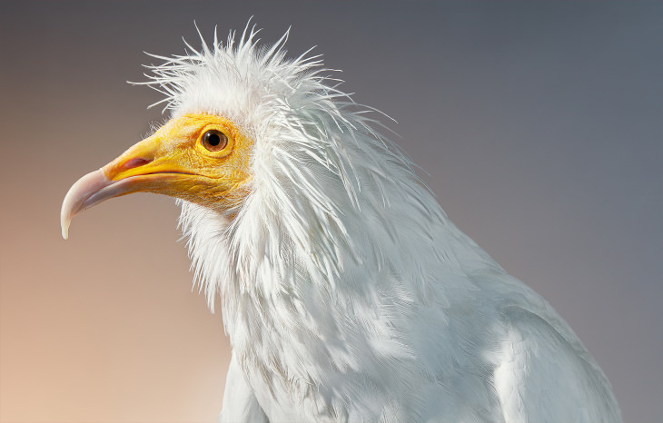 Bird Portraits by Tim Flach Egyptian vulture