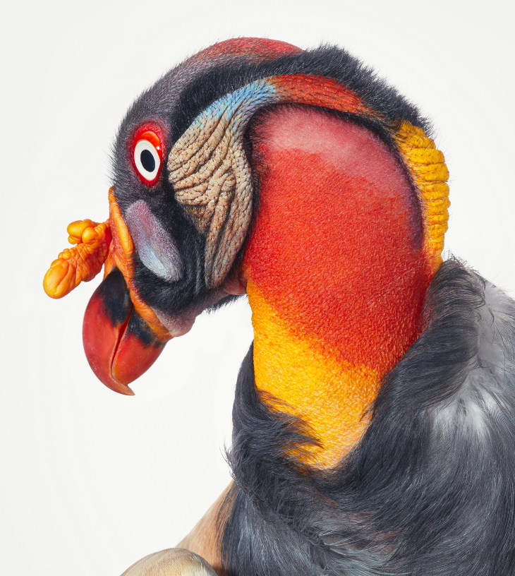 Bird Portraits by Tim Flach King Vulture