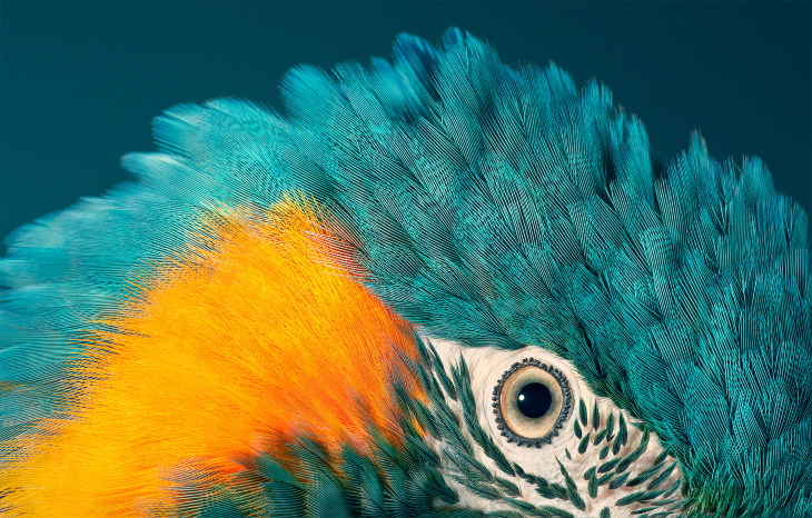 Bird Portraits by Tim Flach Blue-throated Macaw