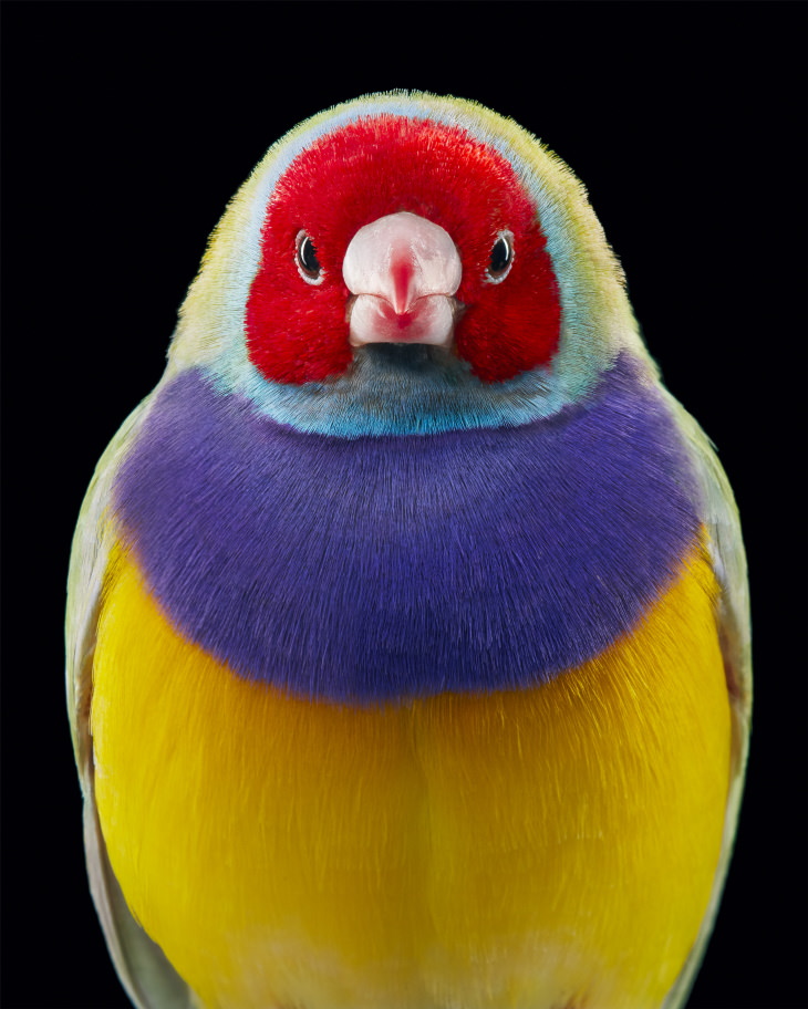 Bird Portraits by Tim Flach Gouldian Finch