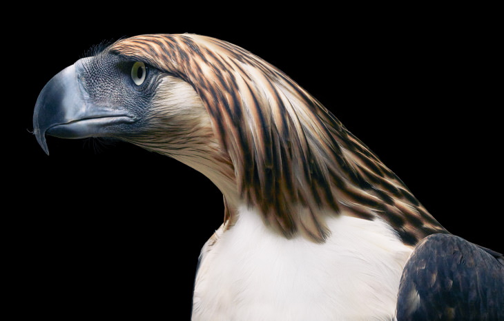 Bird Portraits by Tim Flach Philippine Eagle