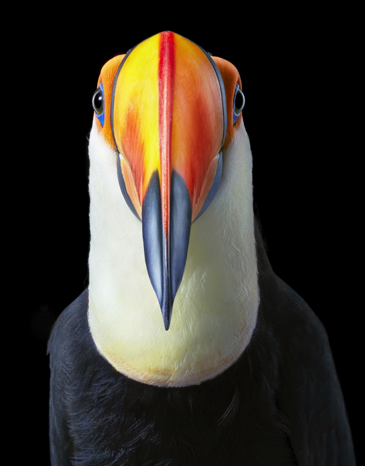 Bird Portraits by Tim Flach Toco toucan