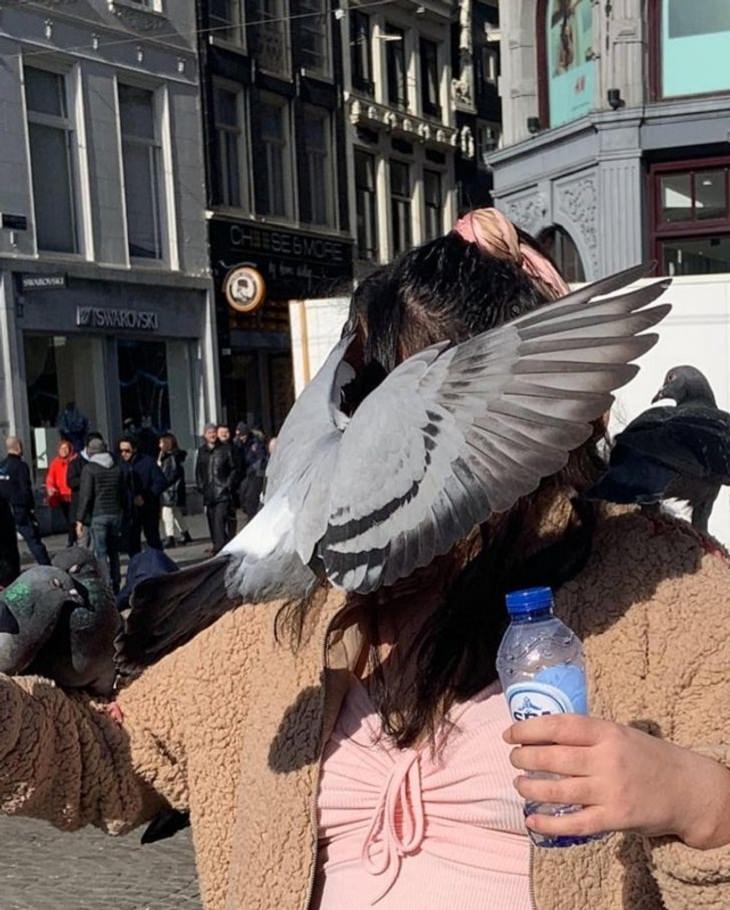  Perfectly-Timed Photos, pigeon 